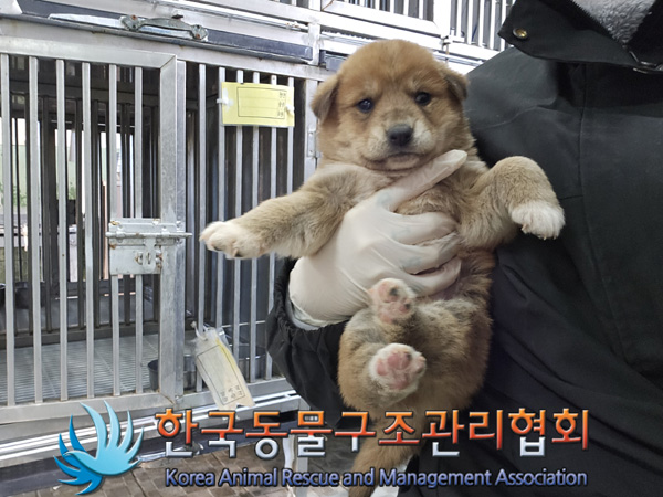 한국동물구조관리협회_441406202402077